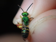 Agapostemon poeyi