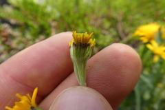 Jacobaea carniolica