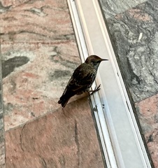 Sturnus vulgaris