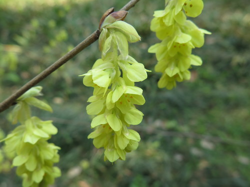 Corylopsis sinensis, photographed by an iNaturalist contributor