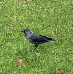 Corvus monedula
