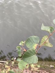 Betula pendula