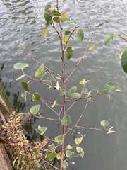 Betula pendula