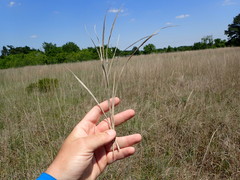 Andropogon gyrans