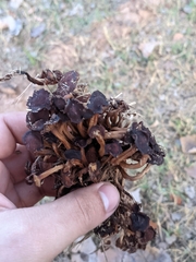 Desarmillaria caespitosa