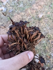 Desarmillaria caespitosa