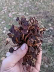 Desarmillaria caespitosa