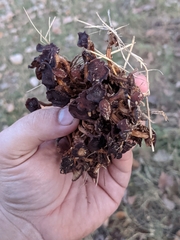 Desarmillaria caespitosa