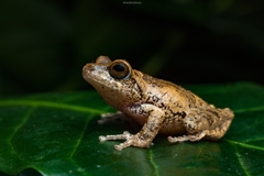 Andiparai Shola Bush Frog photo 2