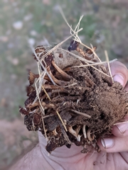 Desarmillaria caespitosa