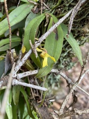 Sarcochilus parviflorus