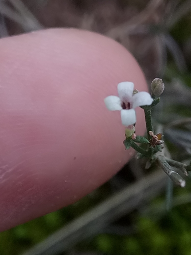 Cynanchica aristata