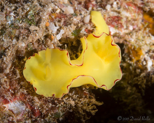 Diversidoris flava (Eliot, 1904)