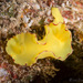 Yellow Noumea - Photo (c) 104623964081378888743, some rights reserved (CC BY-NC), uploaded by 104623964081378888743