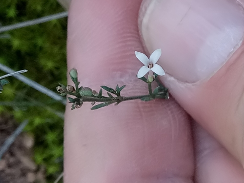 Cynanchica aristata, photograph 1