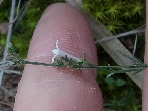 Cynanchica aristata, photograph 2