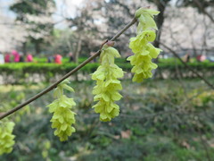Corylopsis sinensis