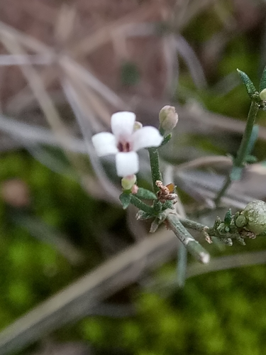 Cynanchica aristata, photograph 3