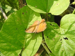 Ariadne ariadne pallidior