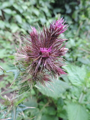 Carduus leptacanthus