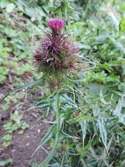 Carduus leptacanthus