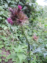 Carduus leptacanthus