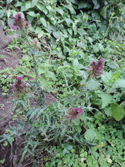 Carduus leptacanthus