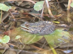 Lithobates chiricahuensis