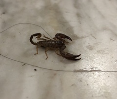 Euscorpius