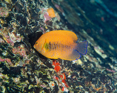 Centropyge potteri