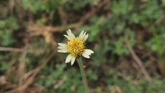 Tridax procumbens