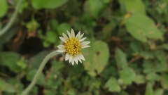 Tridax procumbens