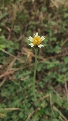 Tridax procumbens