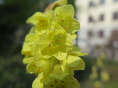 Corylopsis sinensis