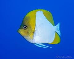 Hemitaurichthys polylepis