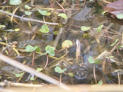 Lithobates chiricahuensis
