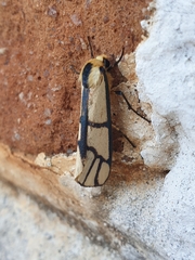 Anaphosia cyanogramma