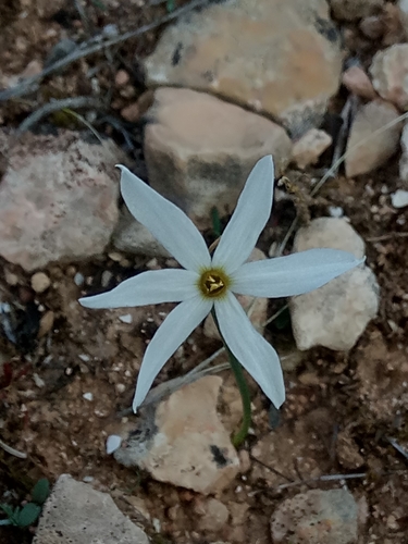 Narcissus deficiens, photograph 1