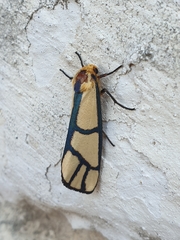 Anaphosia cyanogramma
