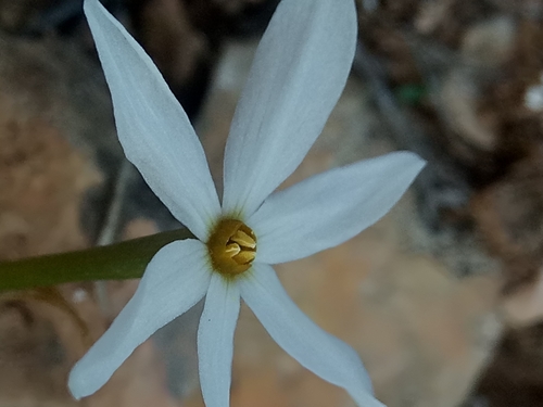 Narcissus deficiens, photograph 2