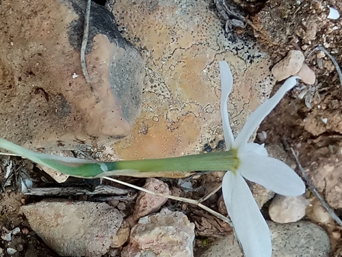 Narcissus deficiens, photograph 4