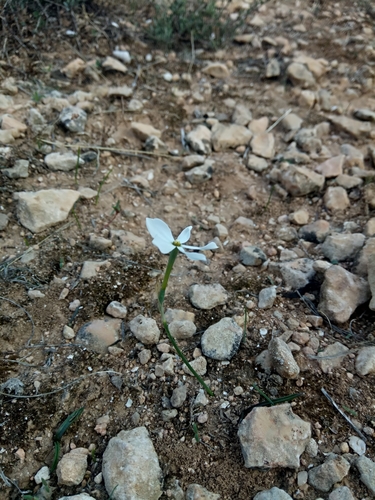 Narcissus deficiens, photograph 5