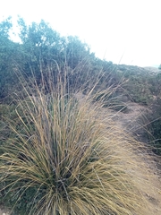 Ampelodesmos mauritanicus