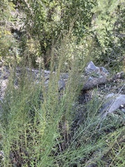 Artemisia carruthii wrightii