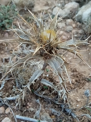 Carlina lanata image