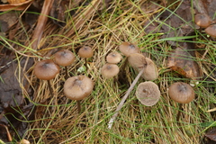 Entoloma hebes