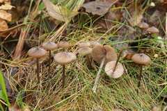 Entoloma hebes