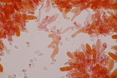 Entoloma hebes