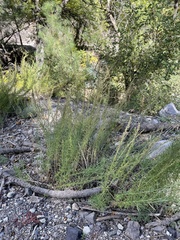 Artemisia carruthii wrightii