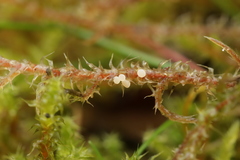Bryoscyphus rhytidiadelphi